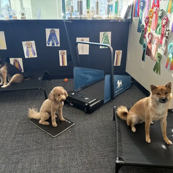 Dog boarding suite at K9 Rox Club Las Vegas